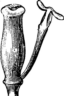 EPS 해외이미지 식물 선 일러스트 미술 검은색 수확 흰색 그림 판화 꽃수술 해외202004 해외일러스트 컬러 농업 문화예술 파일형식 벡터 이미지허브