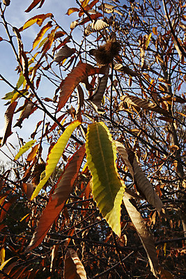 포토 JPG 해외이미지 나무 식물 백그라운드 잎 농업 과일 풍경 사람없음 야외 빨간색 초록색 컬러풀 햇빛 노란색 맑음 이탈리아 활발 가을 시골 맛 11월 그림 10월 해외202004 해외포토 계절 유럽 산업 컬러 컨셉 날씨 태양 날짜 파일형식 이미지허브