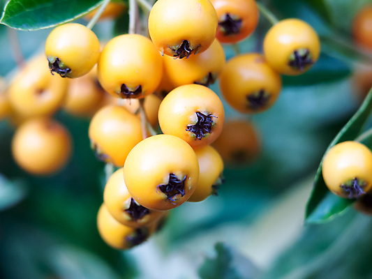 포토 JPG 해외이미지 나무 식물 계절 열매 음식 줄기 백그라운드 잎 꽃무늬 농업 채소 오렌지 과일 자연 건강 사람없음 초록색 정원 수확 나뭇가지 신선 가시 달콤 맛 약초 과수원 다발 관목 유기농 내추럴 숙성 해외202004 해외포토 웰빙 꽃 산업 컬러 컨셉 무늬 풀_식물 생태계 파일형식 이미지허브