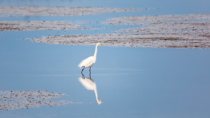 포토 JPG 해외이미지 동물 야생동물 백그라운드 날개 자연 조류 휴가 사람없음 야외 옆모습 물 파란색 반사 노란색 머리 환경 흰색 깃털 부리 내추럴 고립 생태학 눈내림 플로리다 해외202004 해외포토 자연요소 교육 뷰포인트 컬러 눈_날씨 신체부위 미국 생태계 파일형식 이미지허브