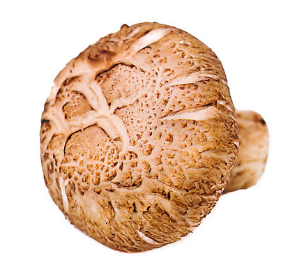 포토 JPG 해외이미지 음식 백그라운드 다이어트 채소 과일 건강 사람없음 가로 초록색 식사 버섯 흰색 신선 오브젝트 내추럴 고립 곰팡이 배급 숙성 식용 정물화 채식주의자 해외202004 해외포토 컬러 그림 채식 파일형식 이미지허브