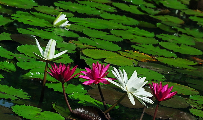 포토 JPG 해외이미지 꽃 분홍색 사람없음 흰색 연못 명상 신성 해외202004 해외포토 식물 컬러 파일형식 이미지허브