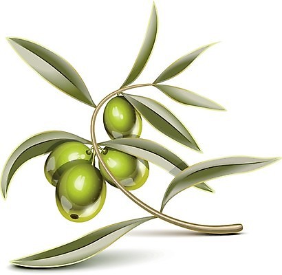 EPS 해외이미지 클립아트 식물 음식 잎 채소 과일 일러스트 재료 초록색 이탈리아 흰색 나뭇가지 신선 지중해 그리스 올리브 고립 숙성 오메가 채식주의자 추가 해외202004 해외일러스트 나무 열매 유럽 바다 컬러 채식 파일형식 벡터 이미지허브