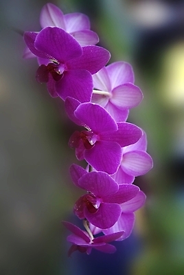 포토 JPG 해외이미지 식물 디자인 꽃잎 꽃 줄기 분홍색 꽃다발 백그라운드 잎 겨울 꽃무늬 자연 발렌타인데이 사람없음 장식 초록색 컬러풀 보라색 스파 어둠 봄 벚꽃 흰색 나뭇가지 인사 신용카드 난초 우아함 제비꽃 질감 호접란 고립 온실 이국적 해외202004 해외포토 나무 계절 컬러 컨셉 무늬 데이이벤트 금융 예절 생태계 파일형식 이미지허브