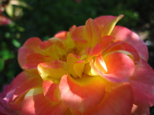 포토 JPG 해외이미지 식물 동물 열매 꽃 분홍색 곤충 과일 자연 사람없음 빨간색 초록색 여름 파란색 노란색 보라색 봄 체리 해외202004 해외포토 계절 컬러 생태계 파일형식 이미지허브