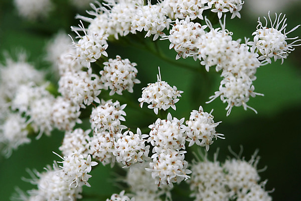 포토 JPG 해외이미지 식물 전통 꽃잎 꽃 실루엣 잎 꽃무늬 자연 사람없음 초록색 약 봄 흰색 화려 우아함 허브 묘사 오브젝트 치료제 해외202004 해외포토 계절 컬러 컨셉 무늬 의학 촬영기법 생태계 파일형식 이미지허브