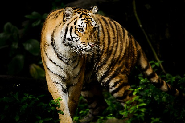 포토 JPG 해외이미지 동물 응시 시선 얼굴 야생동물 포유류 자연 털 사람없음 초록색 강 머리 고양이 줄무늬 분노 표현 호랑이 해조류 닫기 보호 위험 큼 사파리 사냥 육식동물 사냥꾼 표범 공격적 시베리아 해외202004 해외포토 직업 감정 컬러 컨셉 무늬 모션 신체부위 반려동물 해양식물 크기 생태계 파일형식 이미지허브