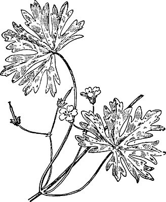 EPS 해외이미지 식물 선 일러스트 미술 검은색 수확 흰색 작음 그림 판화 제라늄 해외202004 해외일러스트 컬러 농업 문화예술 크기 파일형식 벡터 이미지허브