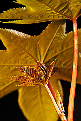 포토 JPG 해외이미지 식물 산업 이집트 사람없음 약 화장품 독약 허브 비누 해외202004 해외포토 의학 아프리카 위생용품 뷰티 파일형식 이미지허브