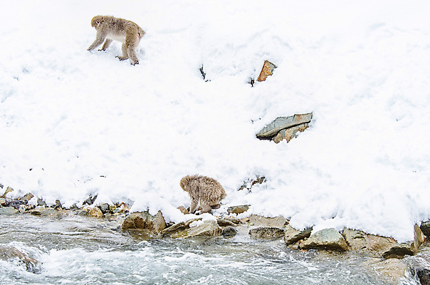 포토 JPG 해외이미지 나무 동물 공원 얼굴 야생동물 분홍색 조각 겨울 포유류 털 사람 사람없음 갈색 걷기 일본 얼음 봄 산책 추위 원숭이 표현 관찰 뜨거움 호기심 오르기 유인원 폭설 해외202004 해외포토 자연요소 식물 계절 공공시설 감정 아시아 컬러 컨셉 모션 휴식 눈_날씨 신체부위 자연재해 파일형식 이미지허브