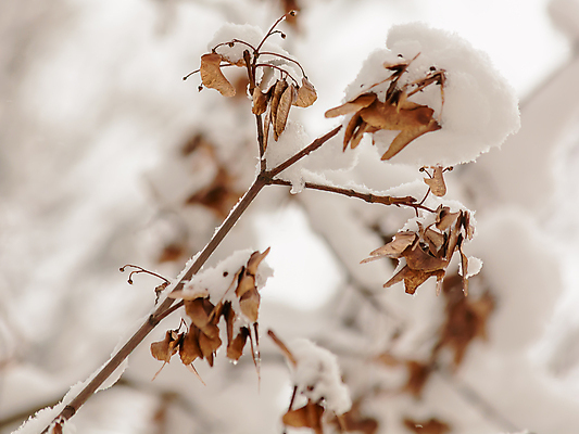 포토 JPG 해외이미지 나무 계절 단풍 겨울 자연 날씨 풍경 사람없음 추위 나뭇가지 숲 서리 해외202004 해외포토 식물 잎 생태계 파일형식 이미지허브