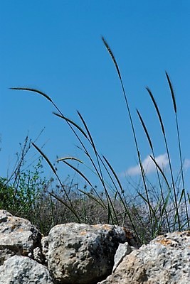 포토 JPG 해외이미지 자연 하늘 사람없음 야외 초록색 파란색 환경 봄 회색 성장 시리얼 귀 문학 암초 스파이크 귀리 해외202004 해외포토 계절 음식 컬러 곡류 신체부위 생태계 파일형식 이미지허브