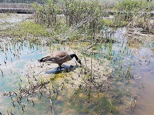 포토 JPG 해외이미지 식물 동물 야생동물 자연 조류 사람없음 야외 물 해조류 습지 먹기 진흙 거위 해외202004 해외포토 자연요소 모션 해양식물 생태계 파일형식 이미지허브