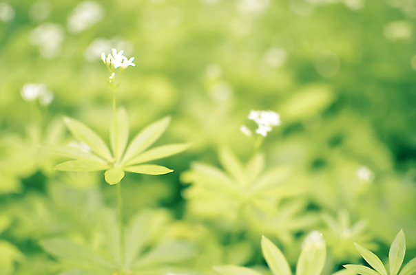 포토 JPG 해외이미지 나무 식물 디자인 계절 꽃 꽃다발 백그라운드 잎 꽃무늬 밭 자연 벽지 풍경 사람없음 야외 초록색 여름 컬러풀 노란색 정원 봄 들꽃 벚꽃 흰색 신선 개화 닫기 숲 원예 심플 내추럴 헌병 해외202004 해외포토 컬러 무늬 농업 모션 취미 군인 생태계 파일형식 이미지허브