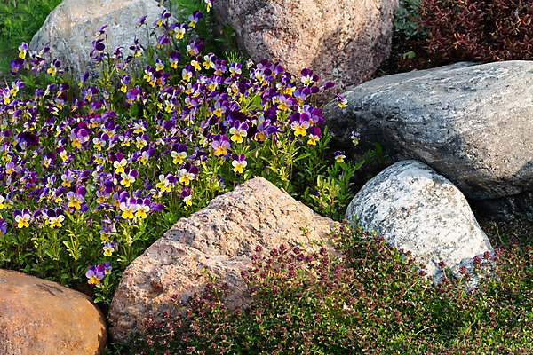 포토 JPG 해외이미지 식물 디자인 꽃 꽃무늬 자연 풍경 사람없음 장식 여름 컬러풀 노란색 정원 봄 벚꽃 바위 침대 화려 개화 미끄럼틀 6월 제비꽃 언덕 향기 조경 내추럴 강렬 비올라 화강암 세련 해외202004 해외포토 계절 컬러 가구 컨셉 무늬 암석 돌_바위 날짜 놀이기구 생태계 냄새 파일형식 찰현악기 이미지허브