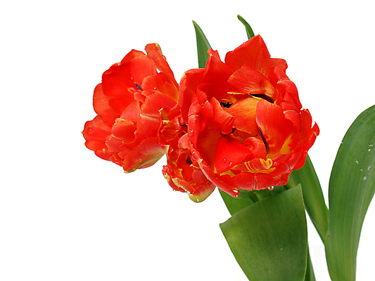 포토 JPG 해외이미지 식물 계절 공원 꽃 꽃다발 백그라운드 잎 꽃무늬 밭 자연 부활절 발렌타인데이 3 사람없음 야외 초록색 컬러풀 햇빛 태양 정원 보라색 침묵 봄 튤립 벚꽃 광선 축하 신선 닫기 5월 꽃집 엽서 내추럴 강렬 블러 해외202004 해외포토 자연요소 공공시설 기념일 컬러 컨셉 무늬 농업 모션 데이이벤트 상점 소리 날짜 편지 생태계 파일형식 이미지허브