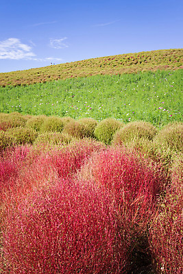 포토 JPG 해외이미지 주간 식물 구름 공원 꽃 자연 하늘 사람없음 빨간색 초록색 컬러풀 햇빛 정원 일본 맑음 활발 가을 개화 변화 강렬 해외202004 해외포토 자연요소 계절 공공시설 아시아 컬러 컨셉 날씨 태양 생태계 파일형식 이미지허브