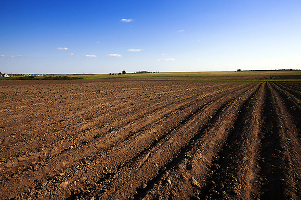 포토 JPG 해외이미지 식물 문화 음식 잎 밭 농업 채소 자연 하늘 새로움 감자 풍경 사람없음 초록색 여름 파란색 농작물 농장 봄 성장 벚꽃 시골 그룹 땅 만취 준비 유기농 날것 조경 뿌리 먼지 장면 내추럴 쟁기 줄서기 소멸 세련 해외202004 해외포토 웰빙 계절 꽃 산업 컬러 컨셉 모션 생태계 술취함 파일형식 이미지허브