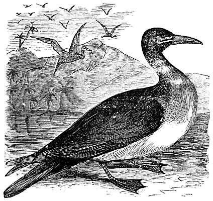 EPS 해외이미지 동물 척추동물 야생동물 바다 날개 일러스트 조류 미술 계란 검은색 수확 골동품 흰색 춤 둥지 깃털 그림 육식동물 판화 짝짓기 동물상 옛날 해외202004 해외일러스트 컬러 농업 문화예술 조형물 알 파일형식 벡터 이미지허브