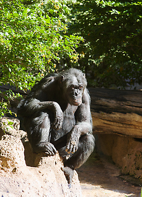 포토 JPG 해외이미지 동물 남자 야생동물 포유류 아프리카 자연 털 동물원 성인 사람없음 초록색 검은색 힘 원숭이 숲 큼 사파리 힘찬 해외202004 해외포토 나라 컬러 컨셉 사람 크기 생태계 파일형식 이미지허브