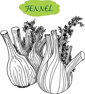 EPS 해외이미지 식물 디자인 꽃 실루엣 음식 백그라운드 잎 채소 일러스트 재료 자연 건강 요리 미술 씨앗 그래픽 초록색 정원 수확 나뭇가지 신선 맛 낙서 스케치 다발 수집 허브 향신료 오브젝트 메뉴 그림 유기농 복고 날것 피클 아로마 레시피 판화 내추럴 고립 딜 채식주의자 회향 해외202004 해외일러스트 나무 웰빙 컬러 컨셉 농업 문화예술 촬영기법 생태계 채식 절임 향미료 파일형식 벡터 이미지허브