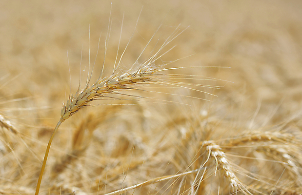 포토 JPG 해외이미지 식물 구름 계절 빵 밭 농업 자연 건강 씨앗 풍경 사람없음 야외 여름 빛 농작물 햇빛 태양 농장 농경지 노란색 자유 수확 가을 시골 황금 낟알 땅 시리얼 밀 귀 밀짚 내추럴 밭일 숙성 호밀 해외202004 해외포토 자연요소 산업 음식 컬러 컨셉 곡류 신체부위 짚 생태계 파일형식 이미지허브