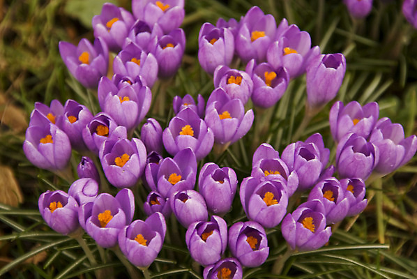 포토 JPG 해외이미지 식물 계절 공원 꽃 꽃무늬 자연 사람없음 초록색 컬러풀 보라색 봄 제비꽃 가득함 화단 해외202004 해외포토 공공시설 컬러 무늬 생태계 파일형식 이미지허브