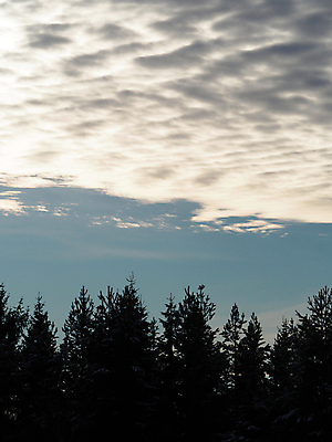 포토 JPG 해외이미지 나무 식물 계절 오렌지 자연 하늘 풍경 사람없음 야외 목재 빨간색 초록색 파란색 빛 컬러풀 갈색 맑음 덮개 가을 나뭇가지 소나무 황금 정상 숲 큼 침엽수 전나무 내추럴 해외202004 해외포토 컬러 과일 재료 날씨 뚜껑 크기 생태계 파일형식 이미지허브
