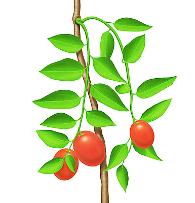 포토 JPG 해외이미지 식물 줄기 잎 과일 일러스트 자연 경사 사람없음 장식 빨간색 초록색 새싹 환경 정원 봄 성장 나뭇가지 신선 개화 닫기 작음 묘사 오브젝트 원예 내추럴 미니 진실 그리너리 부족함 해외202004 해외포토 나무 계절 꽃 컬러 컨셉 모션 취미 크기 생태계 파일형식 트랜드컬러 이미지허브