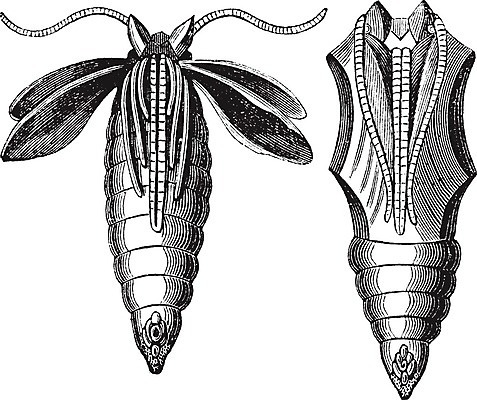 EPS 해외이미지 동물 나비 곤충 절지류 일러스트 자연 미술 금속 검은색 무대 수확 골동품 껍질 흰색 변화 황금 둥지 인쇄 그림 순환 판화 나방 개발 동물상 변태 옛날 해외202004 해외일러스트 컬러 컨셉 농업 모션 재질 문화예술 조형물 생태계 파일형식 벡터 이미지허브