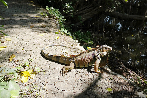 포토 JPG 해외이미지 동물 야생동물 파충류 자연 생물 동물원 사람없음 야외 옆모습 초록색 빛 태양 정원 흙 용 숲 열대우림 땅 꼬리 도마뱀 육식동물 이구아나 내추럴 땅바닥 해외202004 해외포토 자연요소 뷰포인트 컬러 바닥 생태계 파일형식 이미지허브
