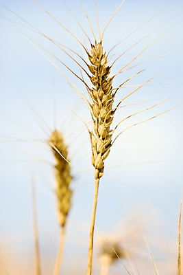 포토 JPG 해외이미지 식물 구름 계절 음식 빵 줄기 백그라운드 밭 농업 비즈니스 자연 하늘 건강 씨앗 풍경 사람없음 야외 여름 파란색 농작물 농장 노란색 환경 수확 성장 시골 황금 낟알 땅 시리얼 밀 유기농 보리 귀 밀짚 내추럴 숙성 호밀 세련 해외202004 해외포토 자연요소 웰빙 산업 컬러 곡류 신체부위 짚 생태계 파일형식 이미지허브