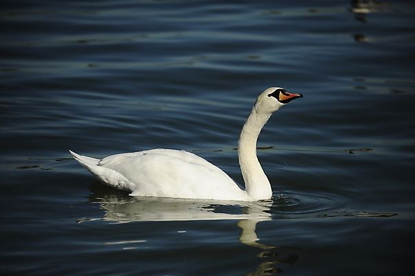 포토 JPG 해외이미지 동물 호수 물결 야생동물 백그라운드 자연 조류 발렌타인데이 사랑 사람없음 야외 물 파란색 빛 강 반사 평화 검은색 수영 침묵 거울 흰색 하트 연못 황무지 우아함 심볼 순수 깃털 부리 백조 장면 목 단아함 해외202004 해외포토 자연요소 모양 감정 컬러 컨셉 데이이벤트 신체부위 소리 수상스포츠 생태계 파일형식 이미지허브