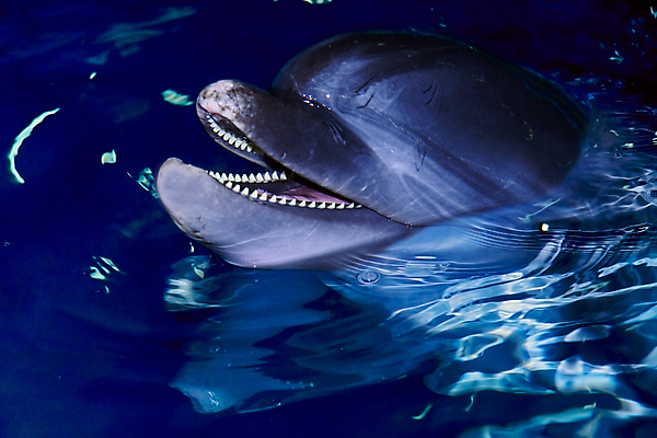 포토 JPG 해외이미지 동물 응시 얼굴 야생동물 바다 포유류 자연 생물 어류 사람없음 야외 물 파란색 머리 수중 수영 회색 젖음 오픈 입 치아 돌고래 다이빙 코 지느러미 수족관 내추럴 동물상 소금물 지능 해외202004 해외포토 자연요소 시선 컬러 신체부위 조형물 수중동물 수상스포츠 소화기관 생태계 수중스포츠 파일형식 이미지허브