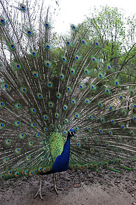 포토 JPG 해외이미지 동물 패턴 자연 조류 사람없음 초록색 파란색 컬러풀 춤 공작 깃털 질감 꼬리 해외202004 해외포토 컬러 무늬 문화예술 생태계 파일형식 이미지허브