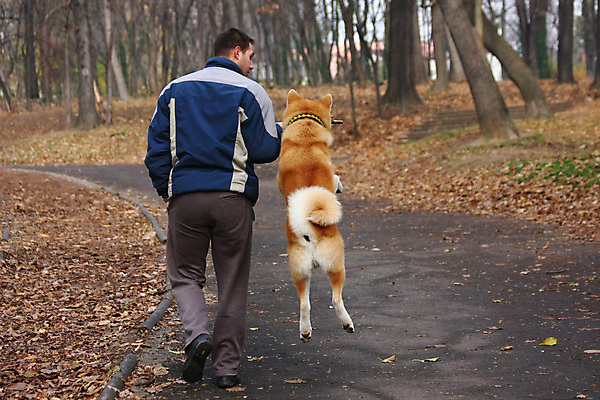 포토 JPG 해외이미지 주간 전신 한마리 남자 반려견 한명 성인 야외 뒷모습 걷기 점프 산책 강아지 성인남자한명만 해외202004 아키타견 해외포토 자연요소 1 뷰포인트 모션 휴식 사람 반려동물 개 남자한명만 성인남자만 파일형식 이미지허브