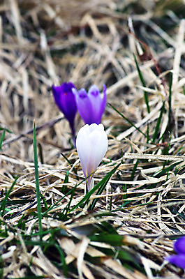포토 JPG 해외이미지 식물 계절 꽃 실루엣 백그라운드 꽃무늬 밭 자연 부활절 사람없음 장식 초록색 파란색 햇빛 정원 보라색 봄 벚꽃 흰색 인사 신용카드 개화 기다림 자주색 4월 제비꽃 네덜란드 정사각형 내추럴 2월 해외202004 해외포토 도형 기념일 유럽 컬러 무늬 농업 모션 촬영기법 금융 태양 예절 날짜 생태계 파일형식 이미지허브