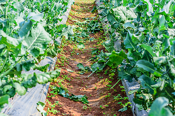 포토 JPG 해외이미지 식물 아시아 지구 음식 백그라운드 잎 밭 농업 다이어트 채소 재료 태국 자연 건강 요리 동양인 사람없음 초록색 농장 정원 중국 흙 추위 수확 성장 신선 유기농 원예 날것 내추럴 채소밭 채식주의자 케일 해외202004 해외포토 웰빙 나라 산업 컬러 인종 취미 생태계 채식 파일형식 이미지허브