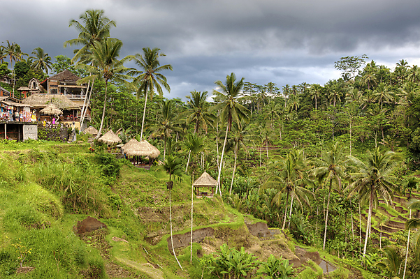 포토 JPG 해외이미지 식물 아시아 문화 선 음식 여행 백그라운드 패턴 농업 자연 밥 휴가 풍경 사람없음 야외 물 농장 평화 환경 성장 시골 낟알 언덕 유기농 발리 인도네시아 장면 논밭 밭일 해외202004 해외포토 자연요소 웰빙 나라 산업 섬 컨셉 무늬 밭 논 생태계 파일형식 이미지허브