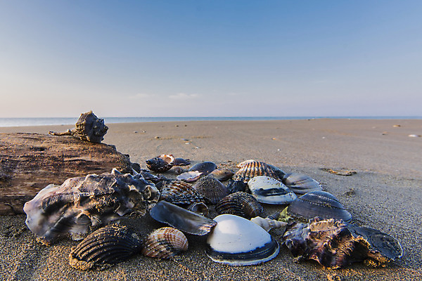 포토 JPG 해외이미지 동물 모래 바다 여행 자연 휴가 휴식 사람없음 목재 장식 컬러풀 갈색 이탈리아 껍질 오브젝트 내추럴 해외202004 해외포토 나무 유럽 컬러 컨셉 재료 생태계 파일형식 이미지허브