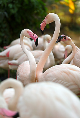 포토 JPG 해외이미지 주간 동물 여자 남자 야생동물 음식 분홍색 날개 오렌지 자연 조류 동물원 사랑 풍경 사람없음 빨간색 햇빛 장미 폭포 흰색 연못 플라밍고 깃털 검색 부리 목 물새 내추럴 동물상 이국적 해외202004 해외포토 자연요소 꽃 감정 컬러 과일 사람 신체부위 태양 조형물 생태계 파일형식 이미지허브