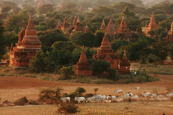 포토 JPG 해외이미지 전통 아시아 종교 문화 여행 불교 건축양식 동양인 풍경 사람없음 탑 황혼 시골 사찰 소 원주민 미얀마 사당 사리탑 옛날 해외202004 해외포토 건축물 건축 나라 포유류 종교건축 인종 일몰 아프리카인 파일형식 이미지허브