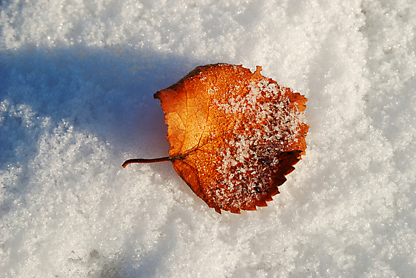 포토 JPG 해외이미지 식물 계절 백그라운드 잎 겨울 자연 사람없음 갈색 노란색 추위 가을 흰색 떨어짐 유기농 서리 시트 자작나무 해외202004 해외포토 나무 웰빙 컬러 컨셉 생태계 파일형식 이미지허브