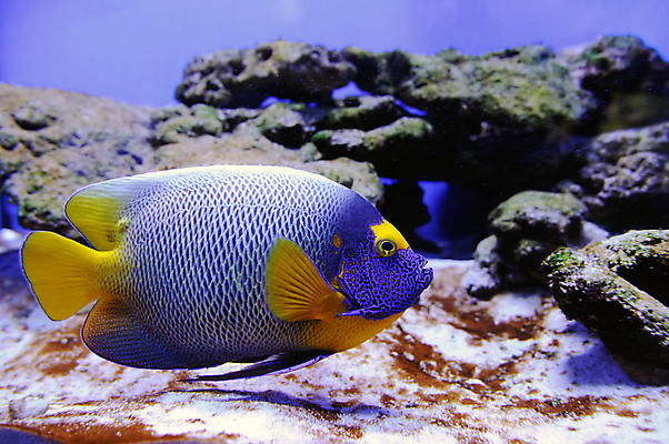 포토 JPG 해외이미지 동물 야생동물 바다 섬 여행 백그라운드 학교 자연 휴가 바닥 이집트 어류 풍경 사람없음 빨간색 물 파란색 컬러풀 노란색 환경 바닷속 수중 수영 스노클링 산호 아래 다이빙 암초 수족관 내추럴 깊이 소금물 이국적 해외202004 해외포토 자연요소 교육 컬러 아프리카 수중동물 수상스포츠 자포동물 방향 생태계 위치 수중스포츠 파일형식 이미지허브