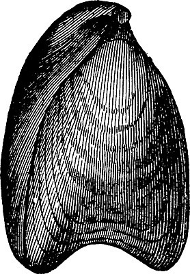EPS 해외이미지 동물 바다 일러스트 자연 생물 종류 미술 검은색 수확 골동품 껍질 흰색 역사 그림 생물학 치수 화석 고생물 판화 멸종 내추럴 옛날 해외202004 해외일러스트 교육 컬러 농업 문화예술 생태계 파일형식 벡터 이미지허브