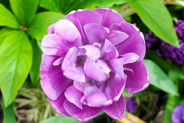 포토 JPG 해외이미지 식물 계절 꽃잎 꽃 줄기 분홍색 꽃다발 백그라운드 잎 꽃무늬 자연 휴가 발렌타인데이 선물 사랑 이벤트 사람없음 야외 초록색 정원 놀람 봄 벚꽃 축하 그룹 날짜 닫기 6월 5월 다발 작약 많음 해외202004 해외포토 감정 컬러 컨셉 무늬 모션 데이이벤트 표정 생태계 파일형식 이미지허브