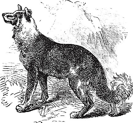 EPS 해외이미지 일러스트 사람없음 빈티지 판화 셰퍼드 해외202004 해외일러스트 컨셉 미술 개 파일형식 벡터 이미지허브