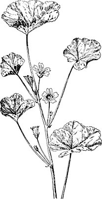 EPS 해외이미지 선 일러스트 종류 미술 검은색 수확 성장 흰색 그림 판화 쉬운 아욱 혼란 해외202004 해외일러스트 컬러 컨셉 농업 문화예술 파일형식 벡터 이미지허브