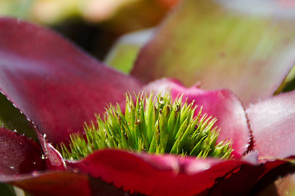 포토 JPG 해외이미지 나무 식물 꽃 행복 아시아 백그라운드 잎 꽃무늬 태국 자연 미술 사람 동양인 사람없음 장식 빨간색 초록색 조각상 노란색 검은색 성장 묘사 명상 뿌리 신앙심 해외202004 해외포토 감정 나라 컬러 무늬 문화예술 인종 조형물 생태계 파일형식 이미지허브