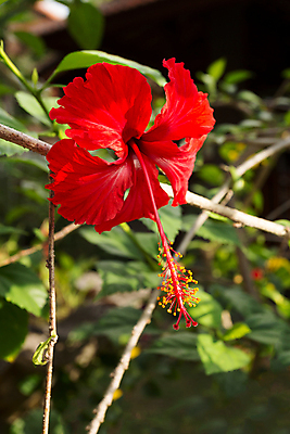 포토 JPG 해외이미지 주간 잎 자연 사람없음 야외 빨간색 여름 나뭇가지 히비스커스 해외202004 해외포토 자연요소 나무 식물 계절 꽃 컬러 생태계 파일형식 이미지허브